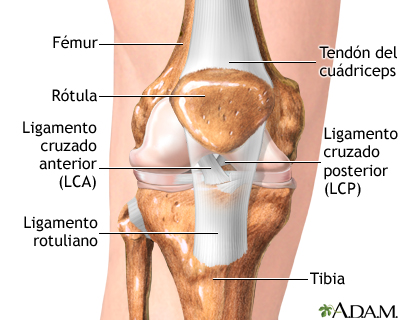 Anatomía de rodilla