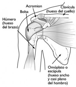 Anatomía normal del hombro